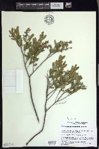 Chamaedaphne calyculata image