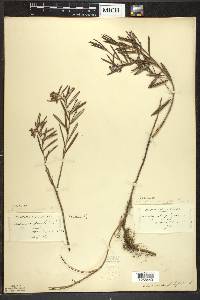 Andromeda polifolia image