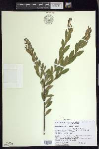 Chamaedaphne calyculata image