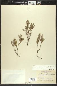 Andromeda polifolia var. latifolia image