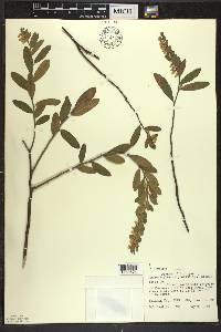 Chamaedaphne calyculata image