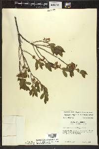 Gaylussacia baccata f. baccata image