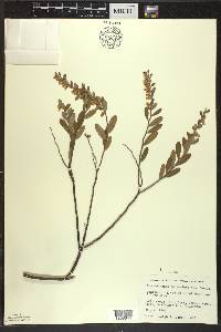 Chamaedaphne calyculata image