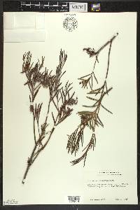 Andromeda polifolia image