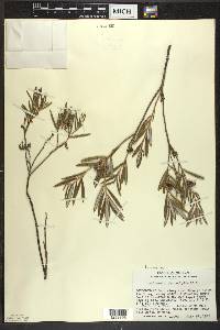 Andromeda polifolia image