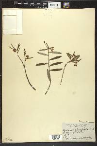 Andromeda polifolia image