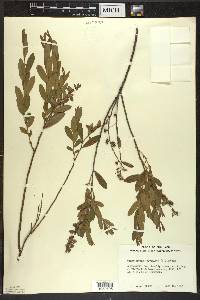 Chamaedaphne calyculata image