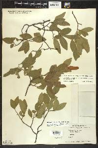 Gaylussacia baccata f. baccata image