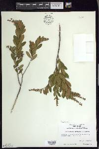 Chamaedaphne calyculata image