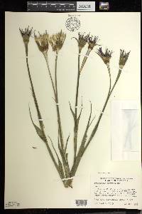 Tragopogon porrifolius image