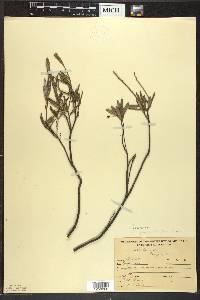 Andromeda polifolia var. latifolia image