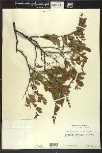 Chamaedaphne calyculata image