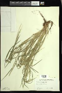 Alopecurus aequalis image