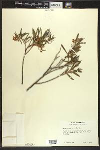 Andromeda polifolia var. latifolia image