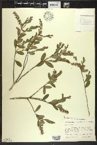 Chamaedaphne calyculata image