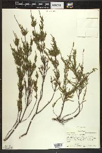 Calluna vulgaris image