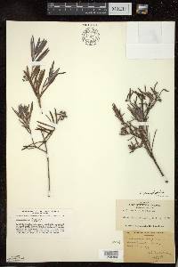 Andromeda polifolia var. latifolia image