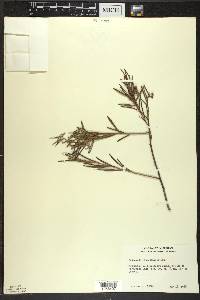 Andromeda polifolia image