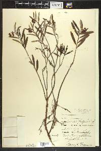 Andromeda polifolia image