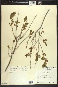 Gaylussacia baccata f. baccata image