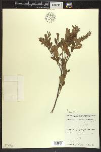 Chamaedaphne calyculata image