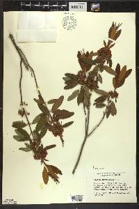 Kalmia angustifolia image