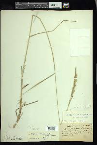 Elymus lanceolatus image