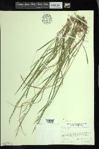 Schizachne purpurascens image