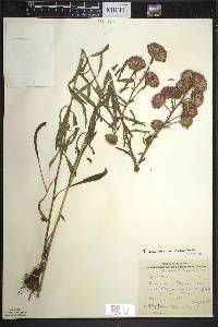 Liatris scariosa var. nieuwlandii image