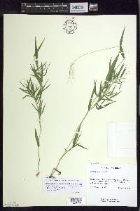 Dichanthelium dichotomum var. dichotomum image