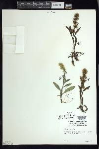 Solidago hispida image