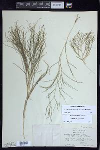 Stuckenia filiformis image