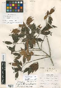 Eugenia letreroana image
