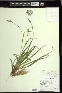 Carex castanea image