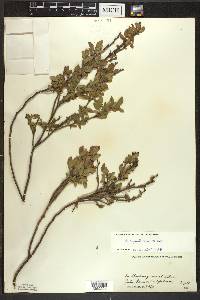 Vaccinium myrtilloides image