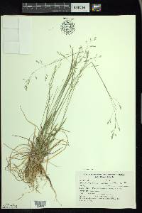 Poa saltuensis image