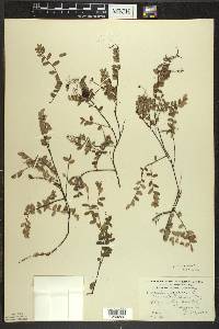 Vaccinium oxycoccos image