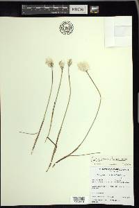 Eriophorum chamissonis image