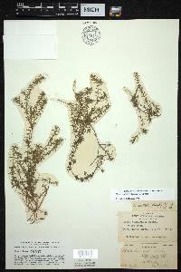 Elodea nuttallii image