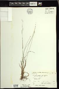 Trichophorum clintonii image
