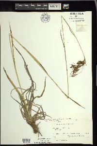 Scirpus pendulus image