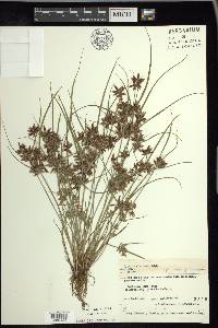 Cyperus bipartitus image