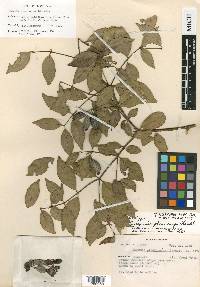 Eugenia pleurocarpa image