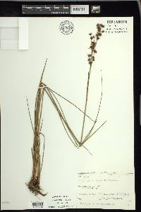 Cladium mariscoides image