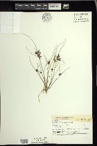 Cyperus bipartitus image