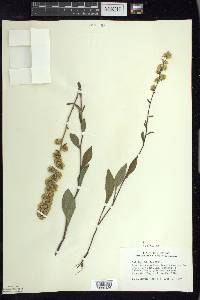 Solidago hispida image