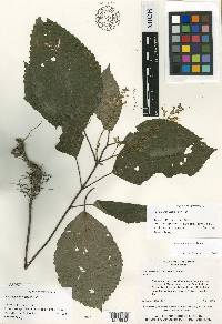 Collinsonia anisata image