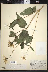 Heliopsis helianthoides subsp. helianthoides image