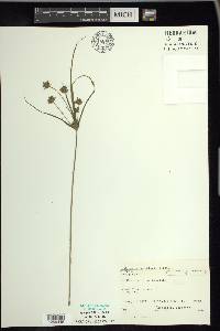 Cyperus houghtonii image