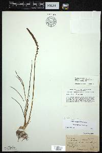 Triglochin maritima image